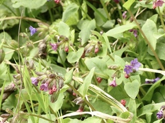 Pulmonaria obscura