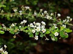 Spiraea prunifolia pseudoprunifolia