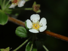 Spiraea prunifolia pseudoprunifolia
