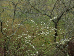 Spiraea prunifolia pseudoprunifolia