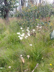 Brachyscome aculeata