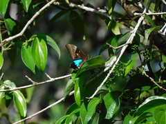 Papilio ulysses