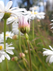 Brachyscome aculeata