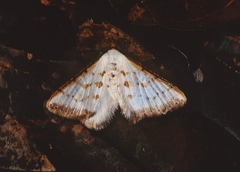 Berberodes cassiteris
