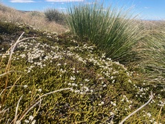 Veronica poppelwellii