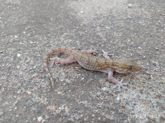 Tarentola mauritanica