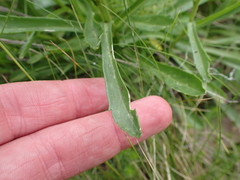 Brachyscome aculeata