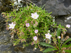 Spergularia rupicola