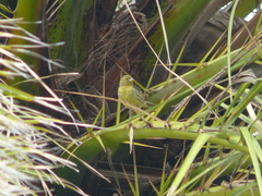 Serinus canaria canaria