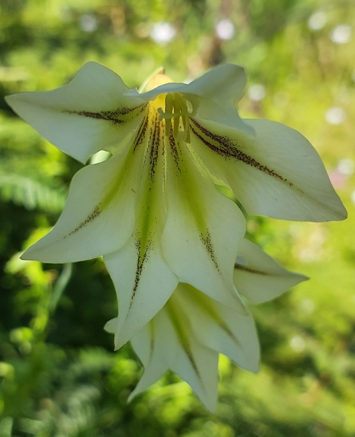Gladiolus tristis