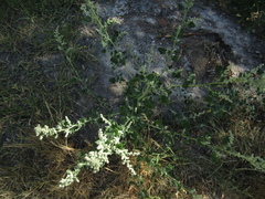 Chenopodium opulifolium