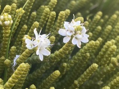 Veronica poppelwellii