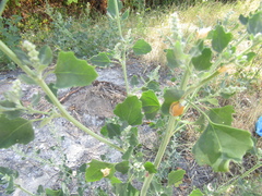 Chenopodium opulifolium