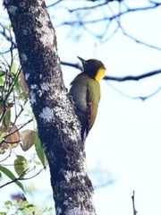 Picus chlorolophus