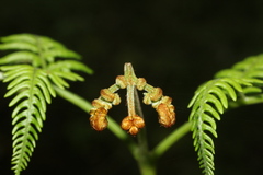 Pteridium revolutum