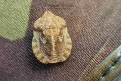 Eurygaster hottentotta