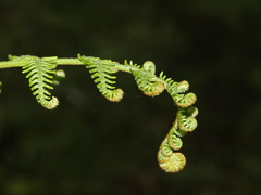 Pteridium revolutum