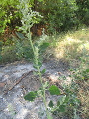 Chenopodium opulifolium