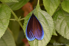 Pompelon marginata