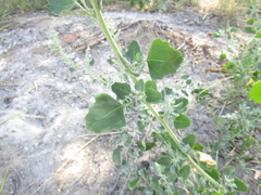 Chenopodium opulifolium