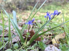Scilla