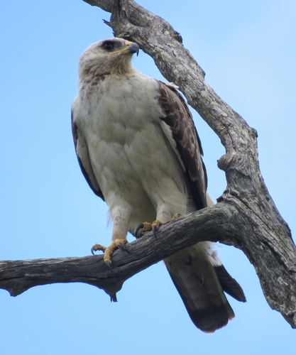 Wahlberg's Eagle