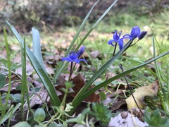 Scilla