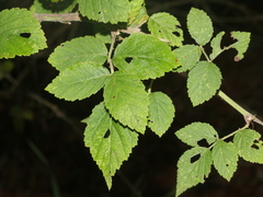 Rubus incanus
