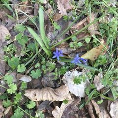 Scilla