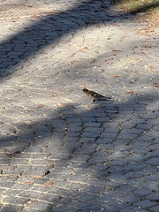 Fringilla coelebs
