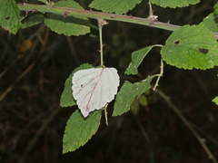 Rubus incanus