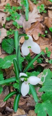 Galanthus reginae-olgae