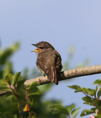 Muscicapa adusta adusta