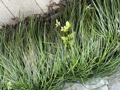 Causonis japonica