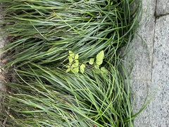 Causonis japonica