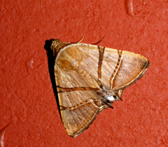 Eulepidotis juncida