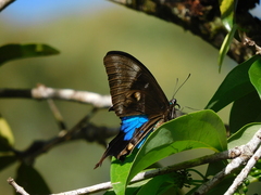 Papilio ulysses