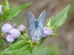 Catochrysops panormus
