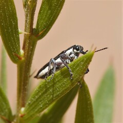 Rhinotia suturalis