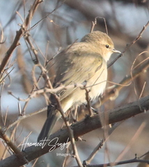 Phylloscopus sindianus