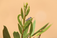 Rhinotia suturalis