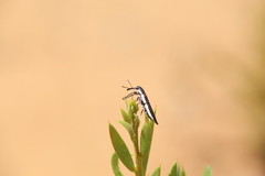 Rhinotia suturalis