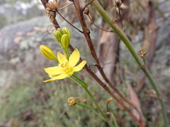 Bulbine glauca