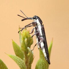 Rhinotia suturalis
