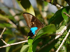 Papilio ulysses