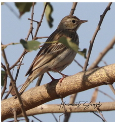 Anthus trivialis