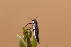 Rhinotia suturalis