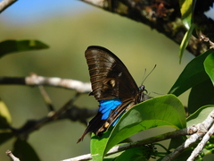 Papilio ulysses
