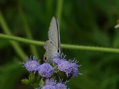 Catochrysops panormus