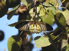 Troides minos